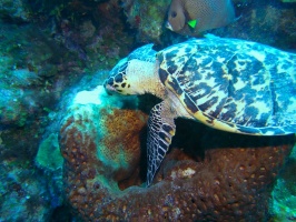 033 Hawksbill Sea Turtle IMG 5789